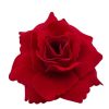 That Shop Velvet Rose Hair Flower - Red | Hair Accessories