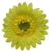 That Shop Gerbera Hair Flower - Lemon | Hair Accessories